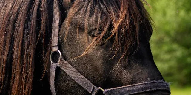 petticoat-ranch Image